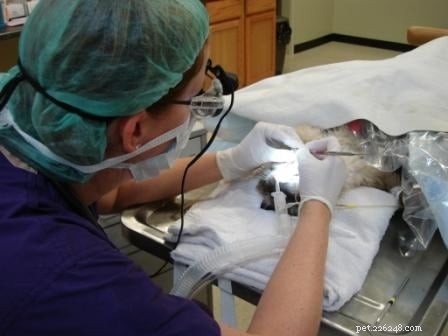 Rags  Remarkable Journey: 3 Years Surviving Lymphoma Against the Odds
