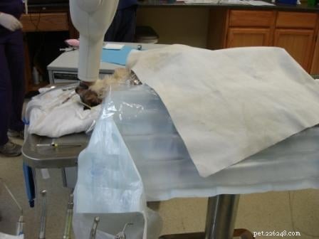 Rags  Remarkable Journey: 3 Years Surviving Lymphoma Against the Odds