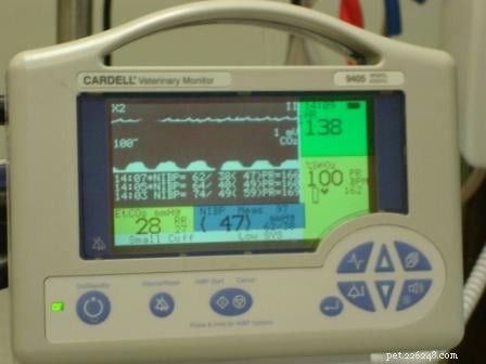 Rags  Remarkable Journey: 3 Years Surviving Lymphoma Against the Odds