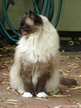 Rags  Battle with Feline Lymphoma: A Heartfelt Story of Hope and Veterinary Care