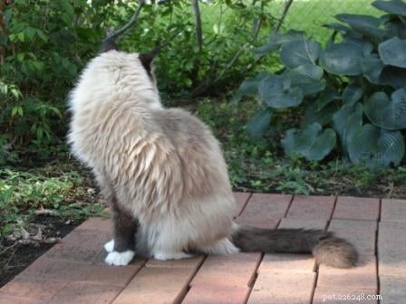 Rags  Battle with Feline Lymphoma: A Heartfelt Story of Hope and Veterinary Care