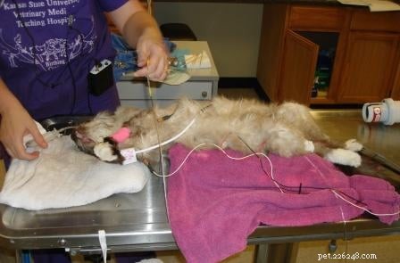 Rags  Remarkable Journey: 3 Years Surviving Lymphoma Against the Odds