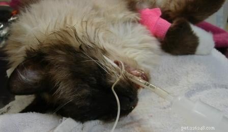 Rags  Remarkable Journey: 3 Years Surviving Lymphoma Against the Odds