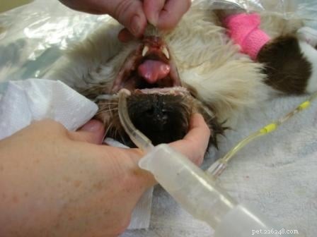 Rags  Remarkable Journey: 3 Years Surviving Lymphoma Against the Odds
