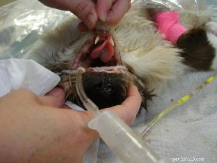 Rags  Remarkable Journey: 3 Years Surviving Lymphoma Against the Odds