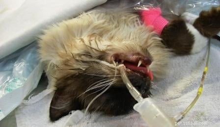 Rags  Remarkable Journey: 3 Years Surviving Lymphoma Against the Odds