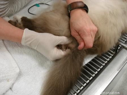 Rags  Comprehensive Dental Care: A Senior Dog s Journey