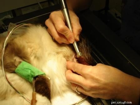 Rags  Comprehensive Dental Care: A Senior Dog s Journey