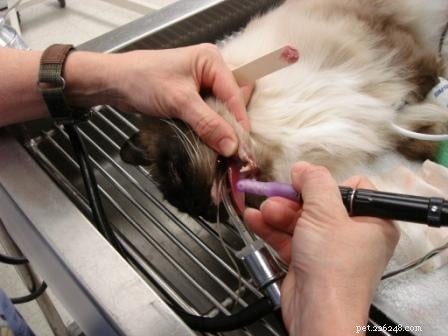 Rags  Comprehensive Dental Care: A Senior Dog s Journey