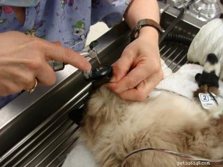 Rags  Comprehensive Dental Care: A Senior Dog s Journey
