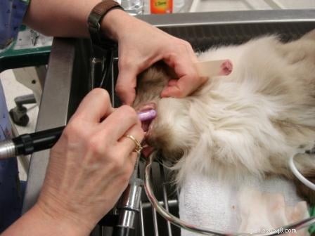 Rags  Comprehensive Dental Care: A Senior Dog s Journey