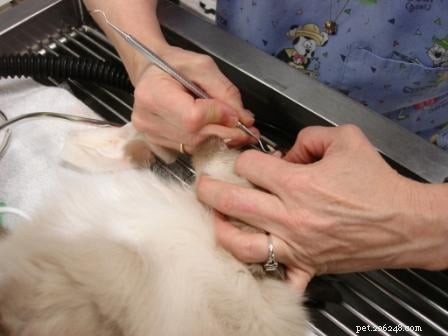Rags  Comprehensive Dental Care: A Senior Dog s Journey