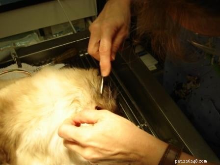 Rags  Comprehensive Dental Care: A Senior Dog s Journey