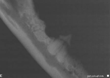 Rags  Remarkable Journey: 3 Years Surviving Lymphoma Against the Odds