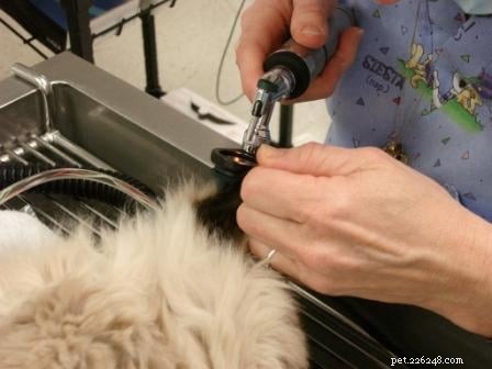 Rags  Comprehensive Dental Care: A Senior Dog s Journey