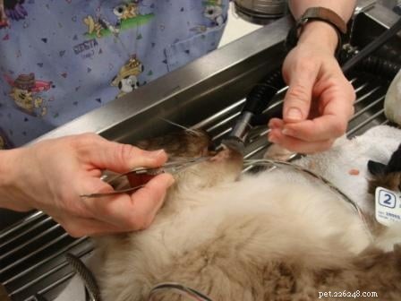 Rags  Comprehensive Dental Care: A Senior Dog s Journey