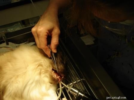 Rags  Comprehensive Dental Care: A Senior Dog s Journey