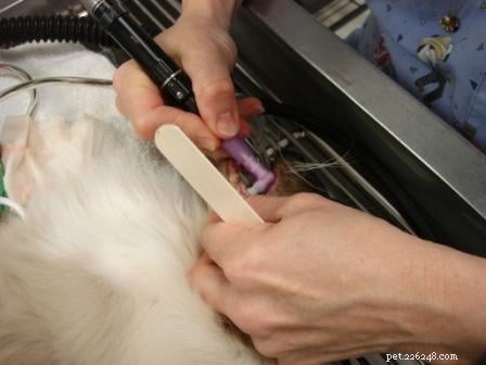 Rags  Comprehensive Dental Care: A Senior Dog s Journey