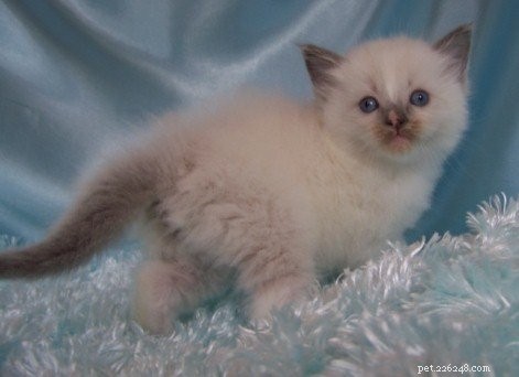 Searching for Breeding Descendants of Ragdoll Cat Ragnaroks Thor (1989)