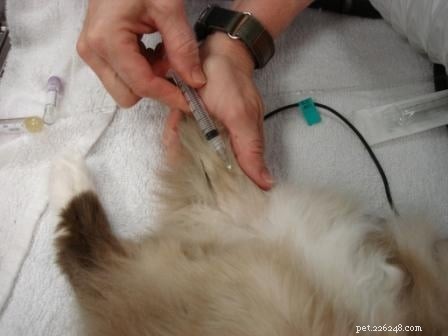 Rags  Comprehensive Dental Care: A Senior Dog s Journey