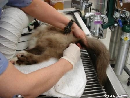 Rags  Comprehensive Dental Care: A Senior Dog s Journey