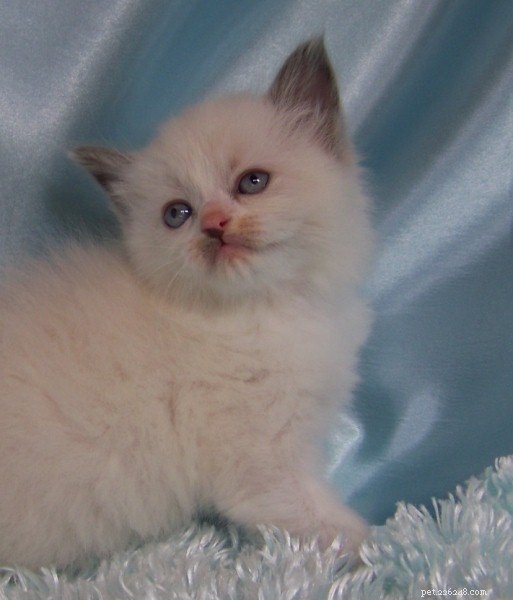 Searching for Breeding Descendants of Ragdoll Cat Ragnaroks Thor (1989)