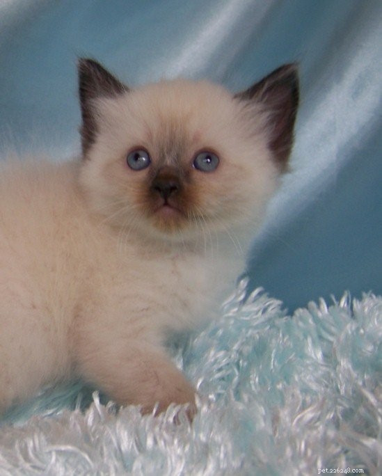 Searching for Breeding Descendants of Ragdoll Cat Ragnaroks Thor (1989)