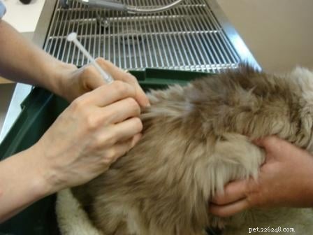 Rags the Ragdoll Cat: Weekly B12 Shots for Arthritis & Muscle Support