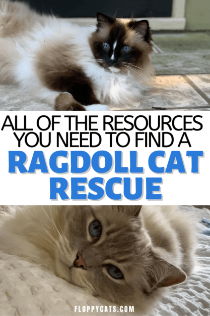 Ragdoll Cat Rescue Guide: Resources & Tips to Find Your New Feline Friend