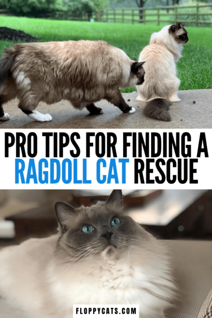 Ragdoll Cat Rescue Guide: Resources & Tips to Find Your New Feline Friend