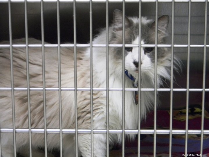 Ragdoll Cat Rescue Guide: Resources & Tips to Find Your New Feline Friend