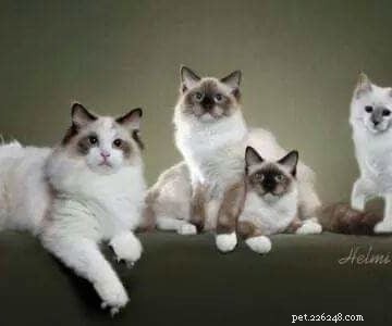 Ragdoll Cat Rescue Guide: Resources & Tips to Find Your New Feline Friend