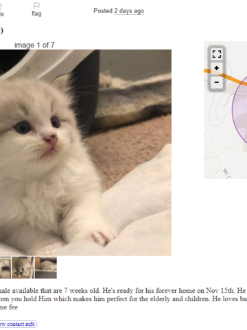 Ragdoll Cat Rescue Guide: Resources & Tips to Find Your New Feline Friend