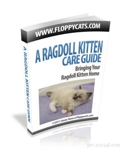 Adorable Ragdoll Kittens: Sweet, Calm, and Family‑Ready