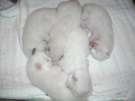 Adorable Ragdoll Kittens: Sweet, Calm, and Family‑Ready