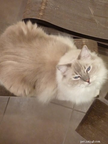 Ragdoll Cat Rescue Guide: Resources & Tips to Find Your New Feline Friend