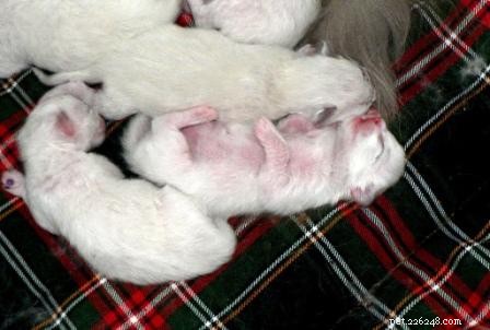 Stunning Ragdoll Kitten Photos & Breeder Directory