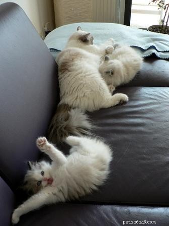Stunning Ragdoll Kitten Photos & Breeder Directory