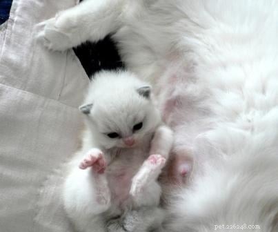 Stunning Ragdoll Kitten Photos & Breeder Directory