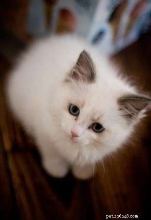 Stunning Ragdoll Kitten Photos & Breeder Directory
