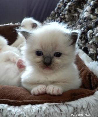 Stunning Ragdoll Kitten Photos & Breeder Directory