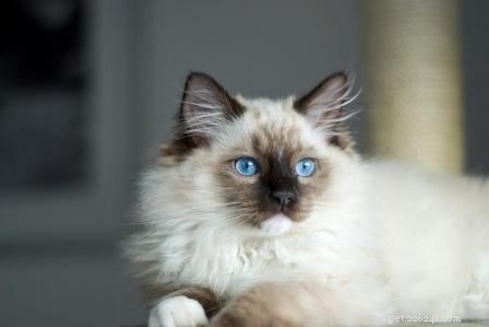 Adorable Ragdoll Kittens: Sweet, Calm, and Family‑Ready
