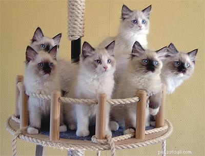 Stunning Ragdoll Kitten Photos & Breeder Directory