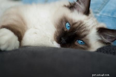 Stunning Ragdoll Kitten Photos & Breeder Directory