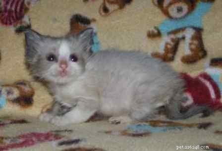 Adorable Ragdoll Kittens: Sweet, Calm, and Family‑Ready