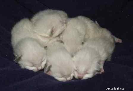 Adorable Ragdoll Kittens: Sweet, Calm, and Family‑Ready