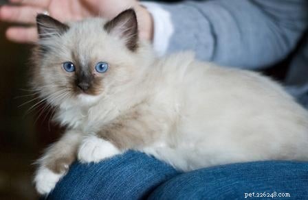 Stunning Ragdoll Kitten Photos & Breeder Directory