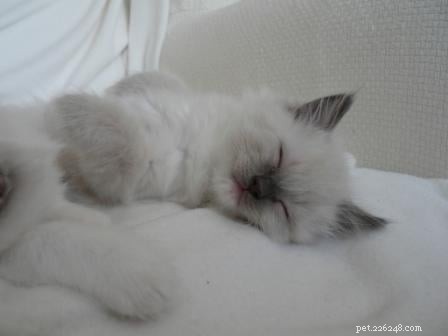 Stunning Ragdoll Kitten Photos & Breeder Directory