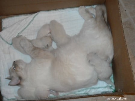 Adorable Ragdoll Kittens: Sweet, Calm, and Family‑Ready