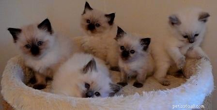 Stunning Ragdoll Kitten Photos & Breeder Directory
